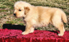 Photo №1. golden retriever - for sale in the city of Berlin | 370$ | Announcement № 116803