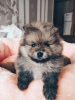 Additional photos: Pomeranian puppies are offered for reservation.
