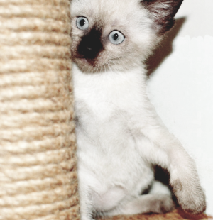 Additional photos: Bambino kittens