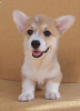 Photo №2 to announcement № 114855 for the sale of welsh corgi - buy in Serbia breeder