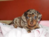 Photo №1. dachshund - for sale in the city of Kishinev | negotiated | Announcement № 124379