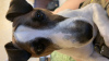 Photo №2. Mating service jack russell terrier. Price - negotiated