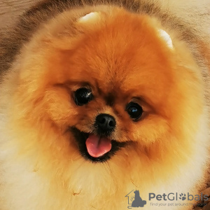 Photo №1. pomeranian - for sale in the city of Saratov | 564$ | Announcement № 7249