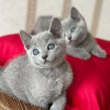 Photo №2 to announcement № 84201 for the sale of russian blue - buy in Finland private announcement