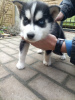 Photo №3. Siberian Husky puppy. Finland