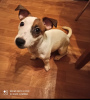 Photo №2 to announcement № 9475 for the sale of jack russell terrier - buy in Turkey private announcement