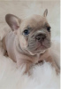 Photo №2 to announcement № 111541 for the sale of french bulldog - buy in Germany private announcement