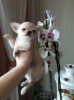 Photo №1. chihuahua - for sale in the city of Munich | 269$ | Announcement № 104813