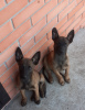 Photo №3. Belgian Shepherd Malinois puppies for sale. Russian Federation