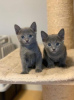 Photo №1. russian blue - for sale in the city of Helsinki | 317$ | Announcement № 96932