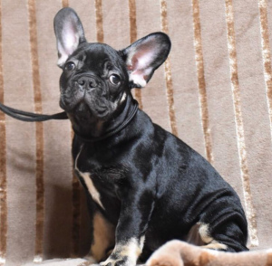 Photo №4. I will sell french bulldog in the city of Москва. from nursery, breeder - price - 850$
