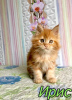 Photo №1. maine coon - for sale in the city of St. Petersburg | 467$ | Announcement № 7714
