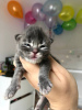 Photo №3. Healthy cute adorable and socialized Maine coon kitten available now for sell. Germany