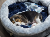 Additional photos: Beautiful Beagle puppies