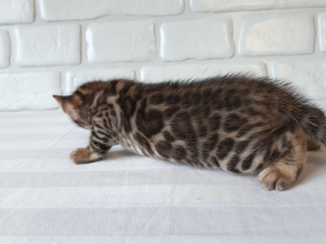 Photo №3. Bengal cat 1. Russian Federation