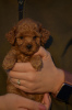 Additional photos: Mini Poodle, apricot color