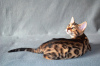 Additional photos: Bengal cats for sale for breeding
