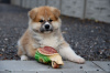 Photo №3. Akita inu puppies. Belarus