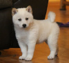 Photo №1. shiba inu - for sale in the city of Ostrava | 300$ | Announcement № 83180