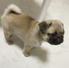 Photo №2 to announcement № 85294 for the sale of pug - buy in Estonia private announcement