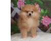 Photo №2 to announcement № 12650 for the sale of german spitz - buy in France 