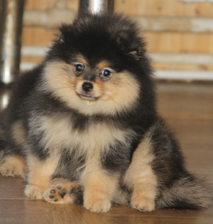 Photo №2 to announcement № 5852 for the sale of pomeranian - buy in Russian Federation breeder