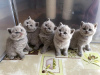 Photo №1. british shorthair - for sale in the city of Oberhausen | 285$ | Announcement № 99747