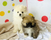 Additional photos: pomeranian