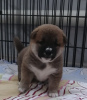 Photo №4. I will sell shiba inu in the city of Кумертау.  - price - 456$