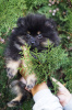 Photo №1. pomeranian - for sale in the city of Kharkov | 650$ | Announcement № 8196