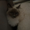 Additional photos: birman