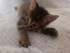 Additional photos: Kitten Spratik, 1.5 months old, urgently looking for a home