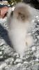 Photo №2 to announcement № 88545 for the sale of pomeranian - buy in Moldova breeder