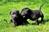 Additional photos: Superb Black Labrador Pups                                                      