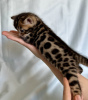 Photo №2 to announcement № 106925 for the sale of bengal cat - buy in Moldova from nursery, breeder