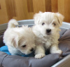Photo №2 to announcement № 83838 for the sale of maltese dog - buy in Germany private announcement
