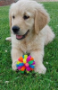 Photo №3. Adorable Golden Retriever puppies ready to join their new and forever home for. United States