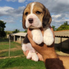 Photo №3. beagle puppies. Germany