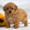 Photo №4. I will sell poodle (dwarf) in the city of New York. private announcement - price - 3100$