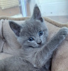 Photo №1. russian blue - for sale in the city of Dusseldorf | 444$ | Announcement № 89682