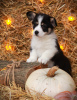 Photo №1. welsh corgi - for sale in the city of Volgodonsk | negotiated | Announcement № 86682