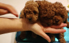 Photo №4. I will sell poodle (dwarf) in the city of Jarkovac.  - price - negotiated