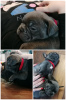 Additional photos: French Bulldogs