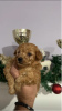 Photo №1. poodle (toy) - for sale in the city of Loznica | 423$ | Announcement № 127573