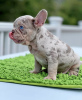 Photo №2 to announcement № 87473 for the sale of french bulldog - buy in United Kingdom private announcement