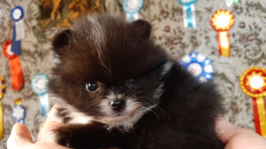 Photo №2 to announcement № 4009 for the sale of pomeranian - buy in Russian Federation from nursery