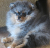 Photo №2 to announcement № 8818 for the sale of german spitz - buy in Russian Federation from nursery