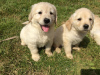 Photo №3. Beautiful golden retriever puppies for free adoption. Germany