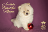 Additional photos: Small German Spitz puppies