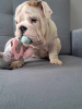 Photo №3. English bulldog fci. Poland